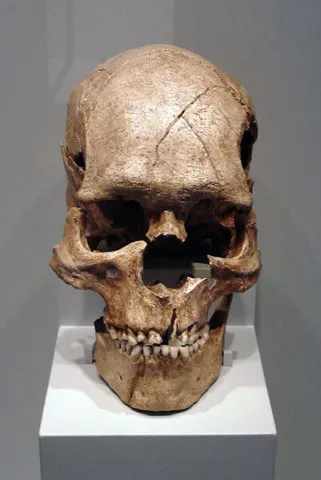 Череп из Комб-Капелль