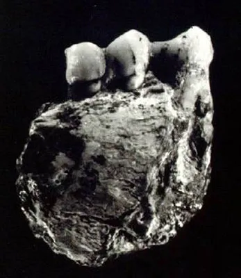 Лонгриды: Ошибки антропологов