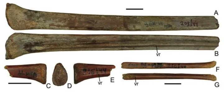Уникальный гребень, который позволяет отличить аждархид от других птерозавров