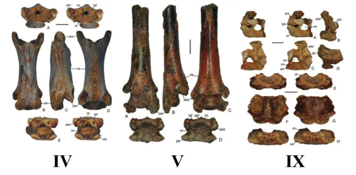 Четвертый, пятый и девятый шейные позвонки аждархида, масштабная линия