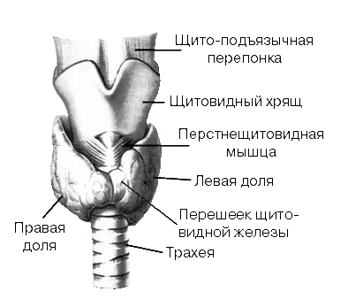 Строение щитовидной железы