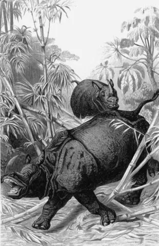 Индийские носороги. Альфред Эдмунд Брем, 1883−1884 гг.