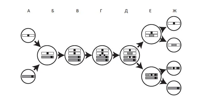 Лонгриды: Главы | Начало секса