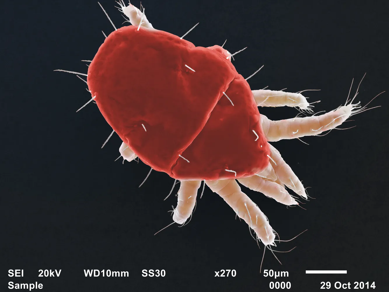 Видео: Панцирные клещи