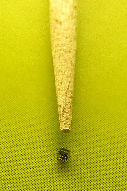 клещ в кусочке смолы, подготовленный для изучения, в сравнении с зубочисткой