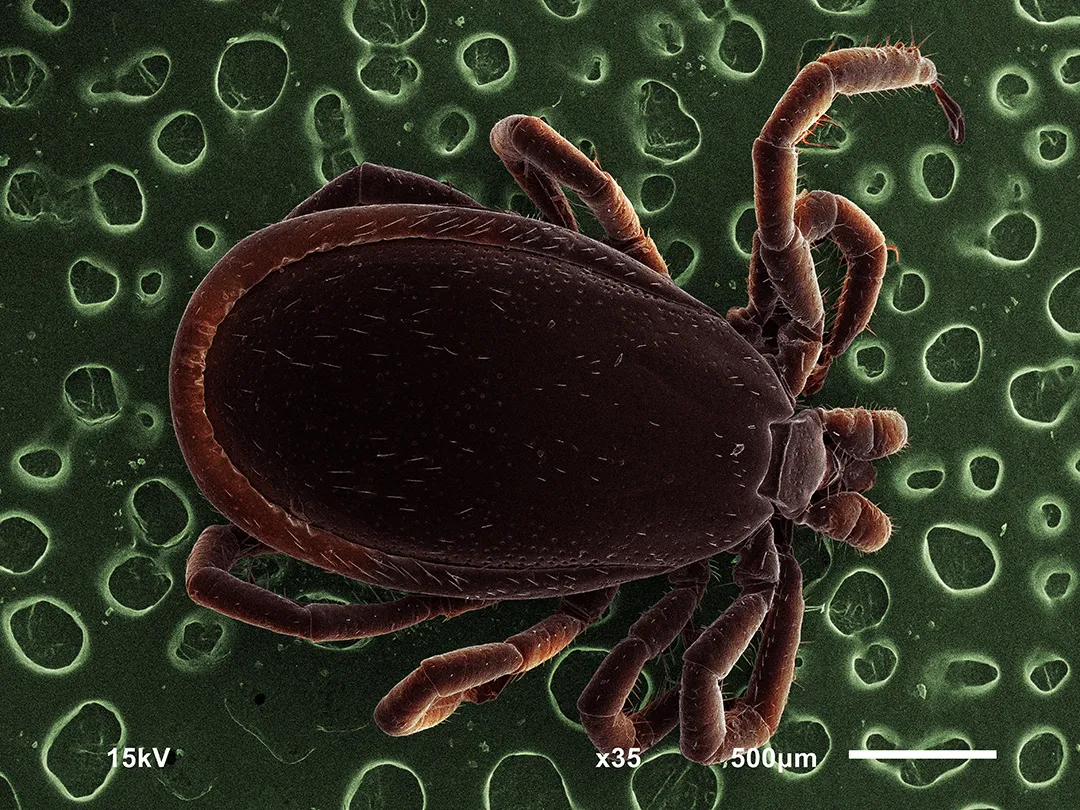 Видео: Происхождение и эволюция клещей