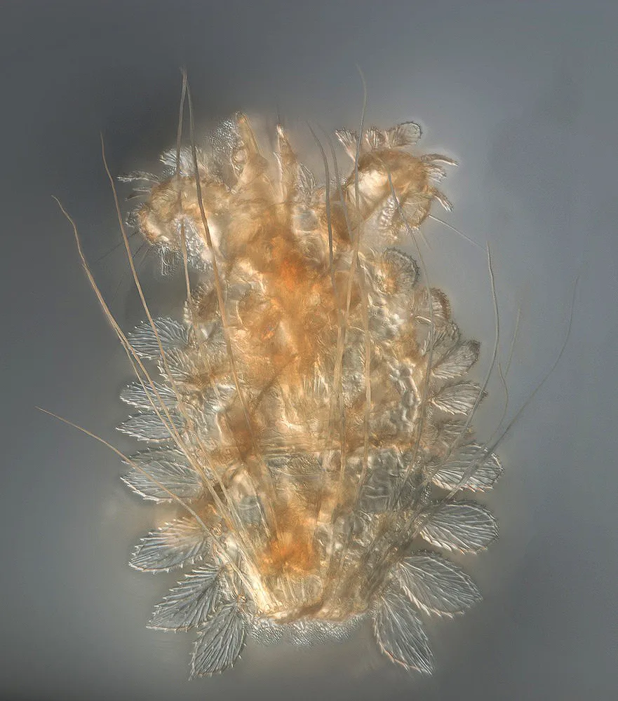 Tuckerella weiterschani из балтийского янтаря. Клещ