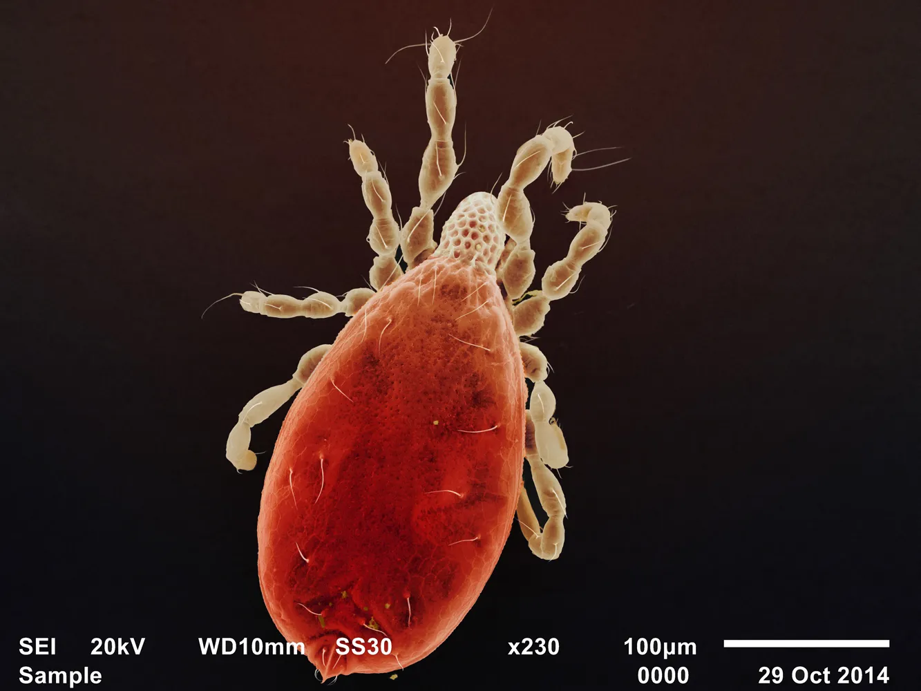 Видео: Панцирные клещи