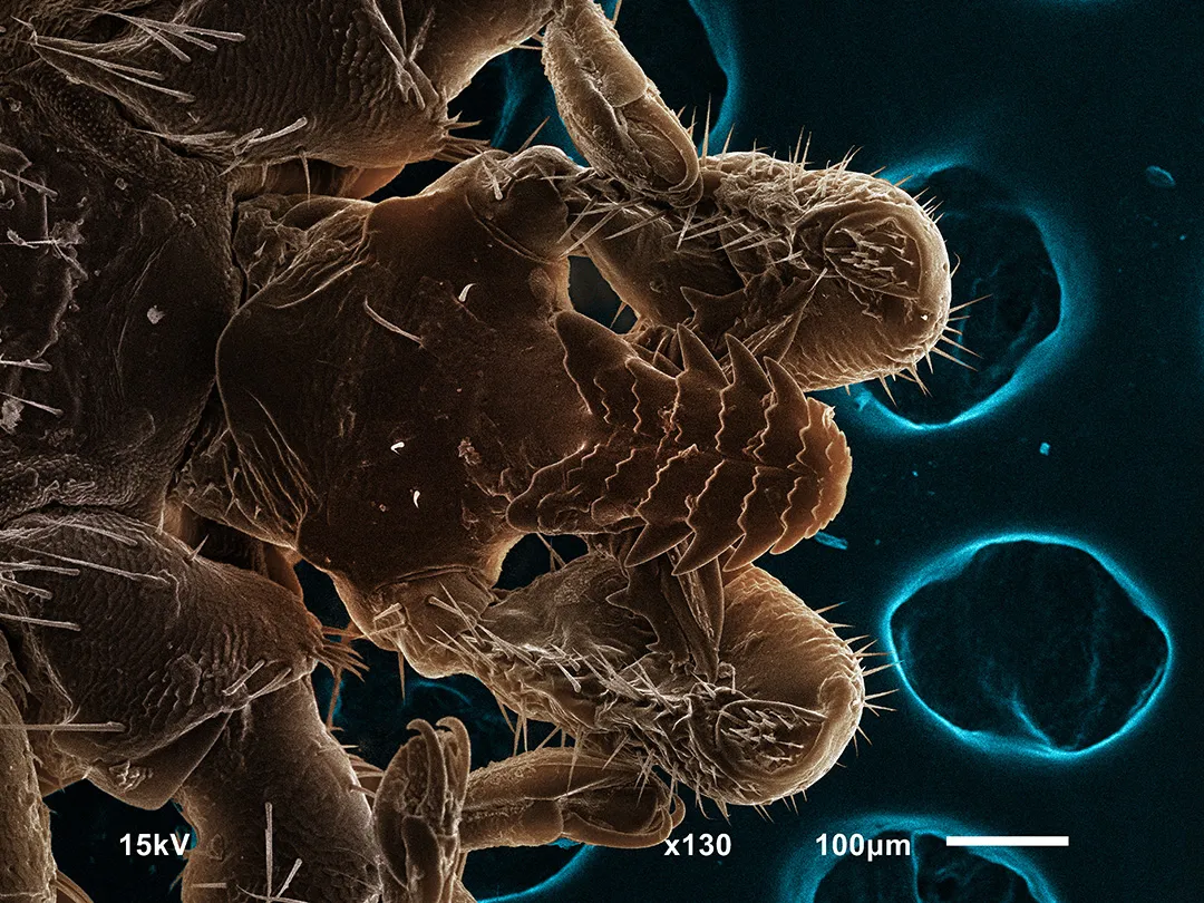 FAQ: Кто такие иксодовые клещи