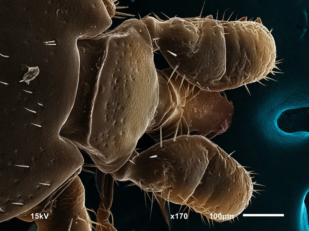 FAQ: Кто такие иксодовые клещи