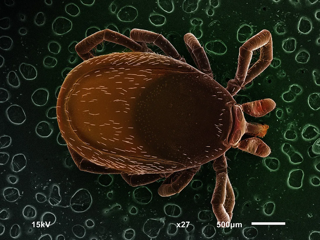 FAQ: Кто такие иксодовые клещи