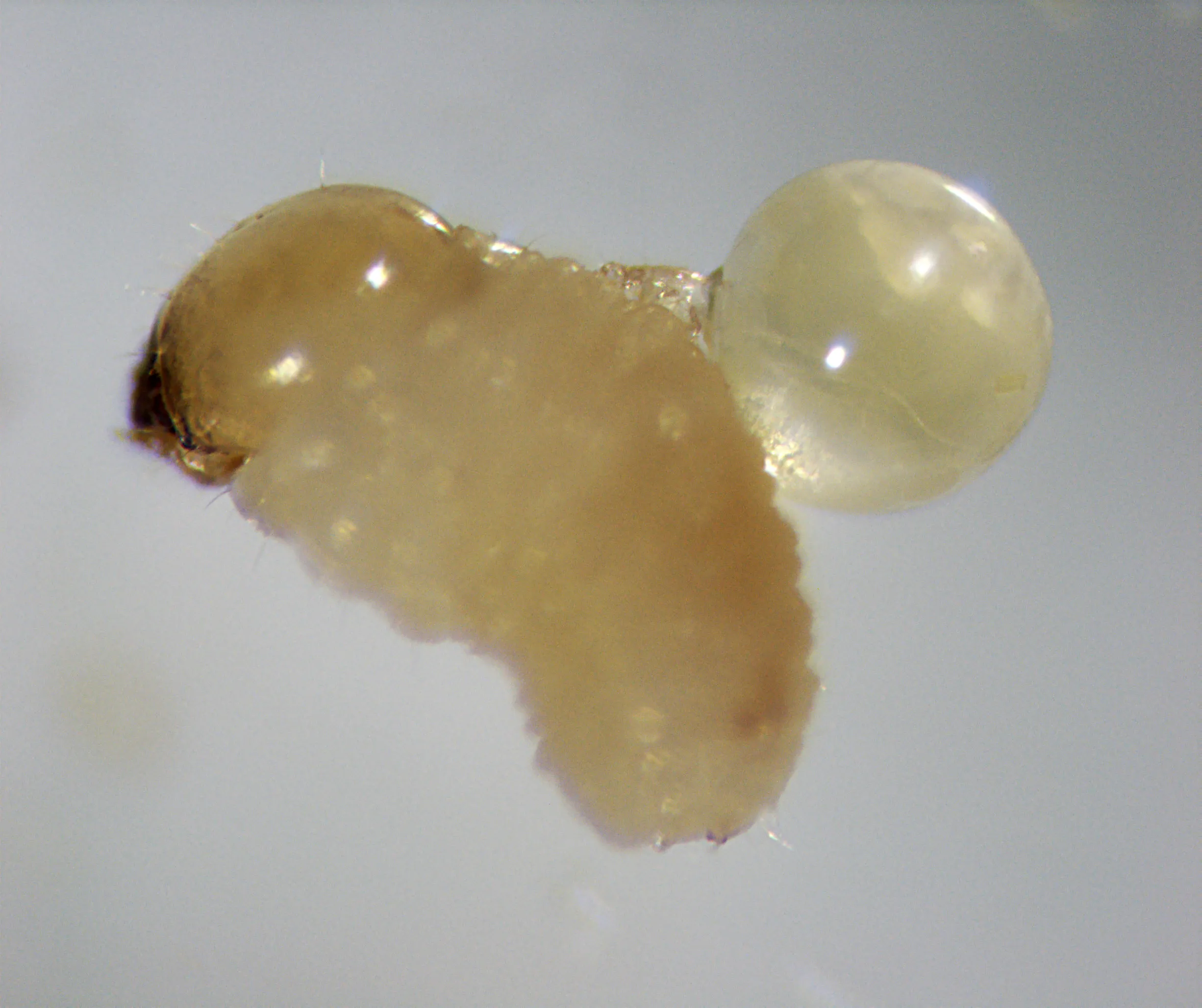 Pyemotes dryas — клещ-паразитоид жуков-короедов.