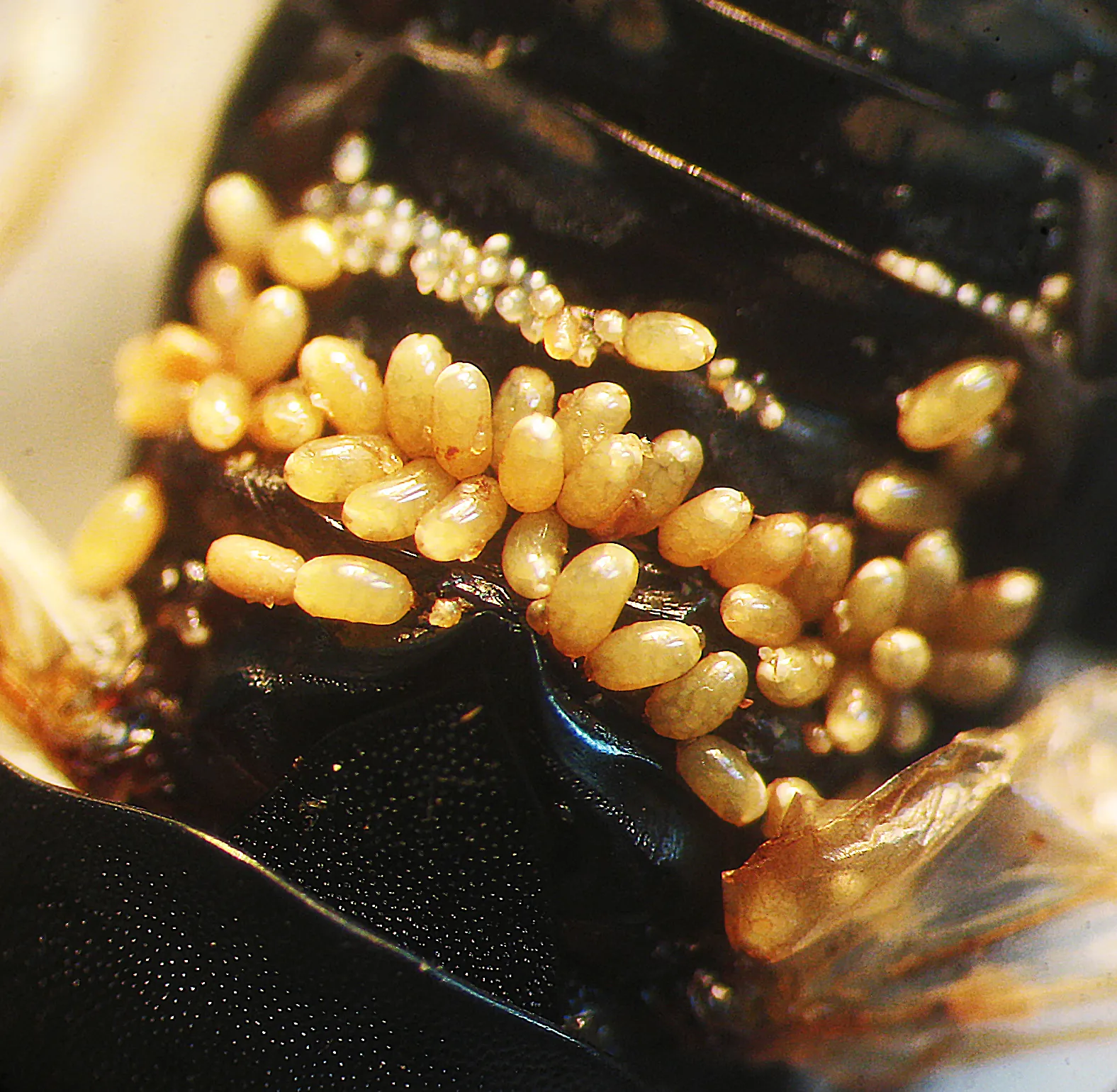 Silphapolipus obscurae — самки (крупные) и личинки (мелкие) клещей