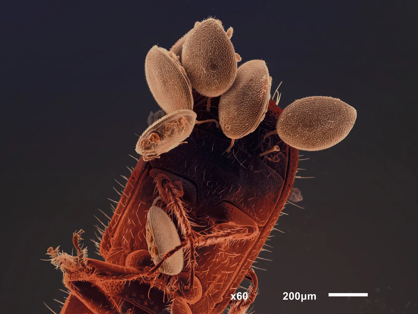 FAQ: Клещи против насекомых