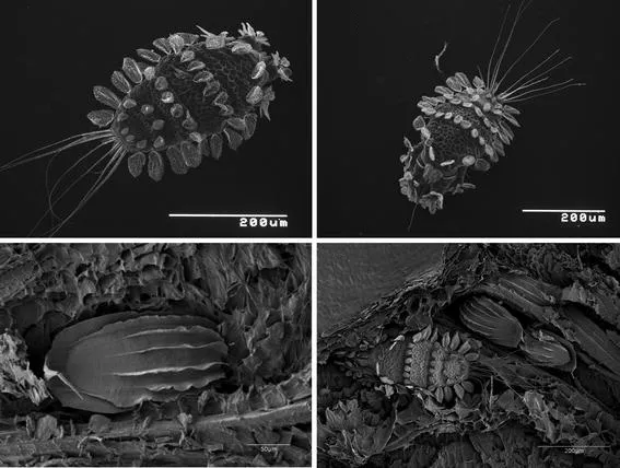 Клещ Tuckerella japonica, яйцо (низ слева), самка и пара яиц (низ справа)