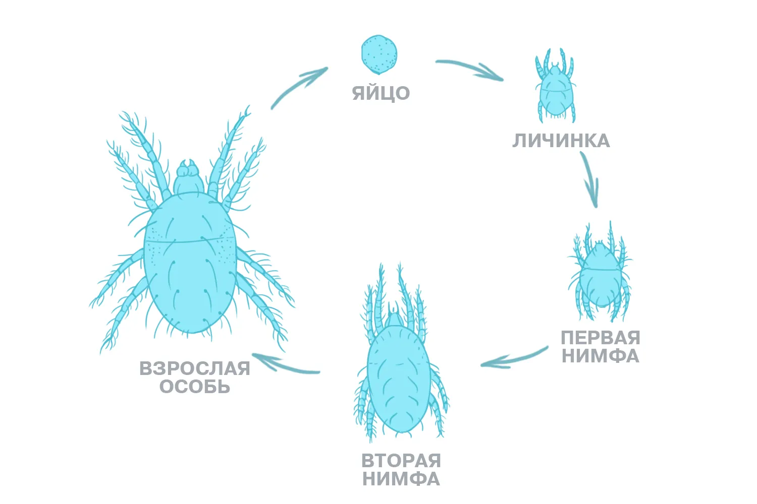FAQ: Жизненный цикл клещa