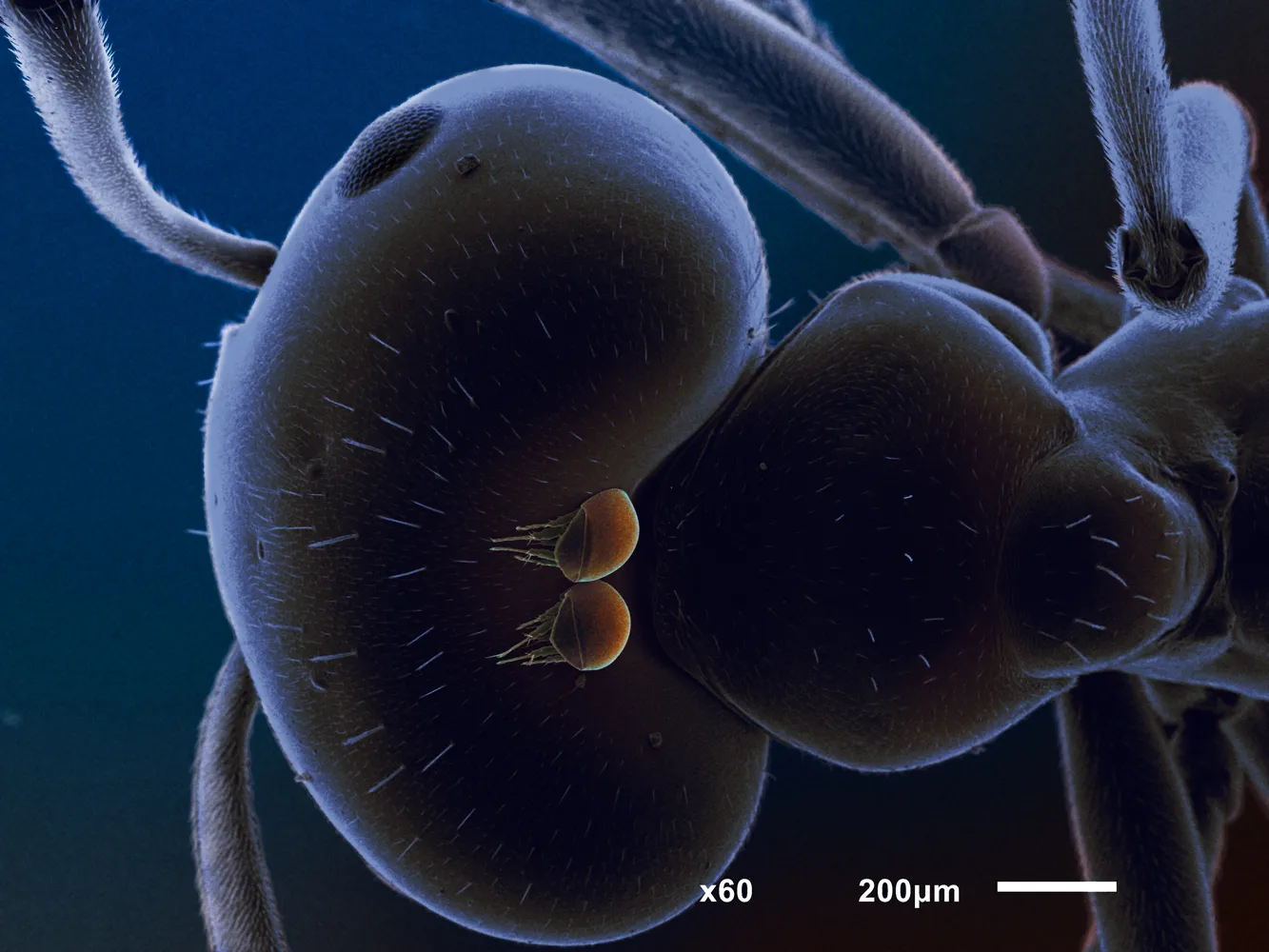 FAQ: Жизненный цикл клещa