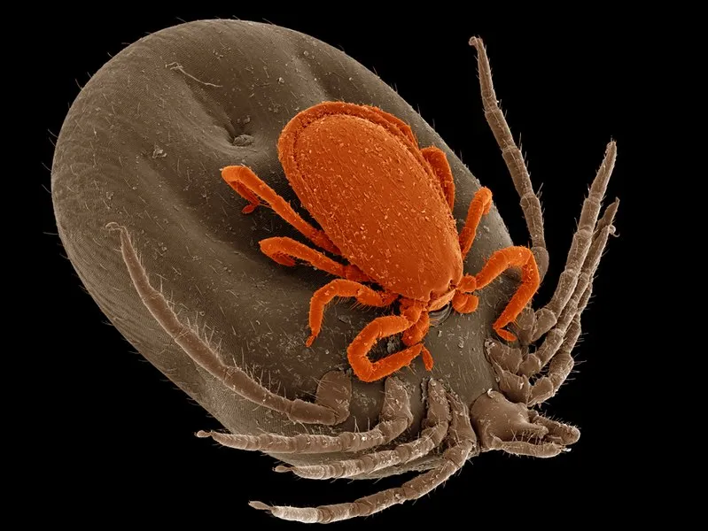 Самец иксодового клеща Ixodes ricinus прикрепился к напитавшейся самке