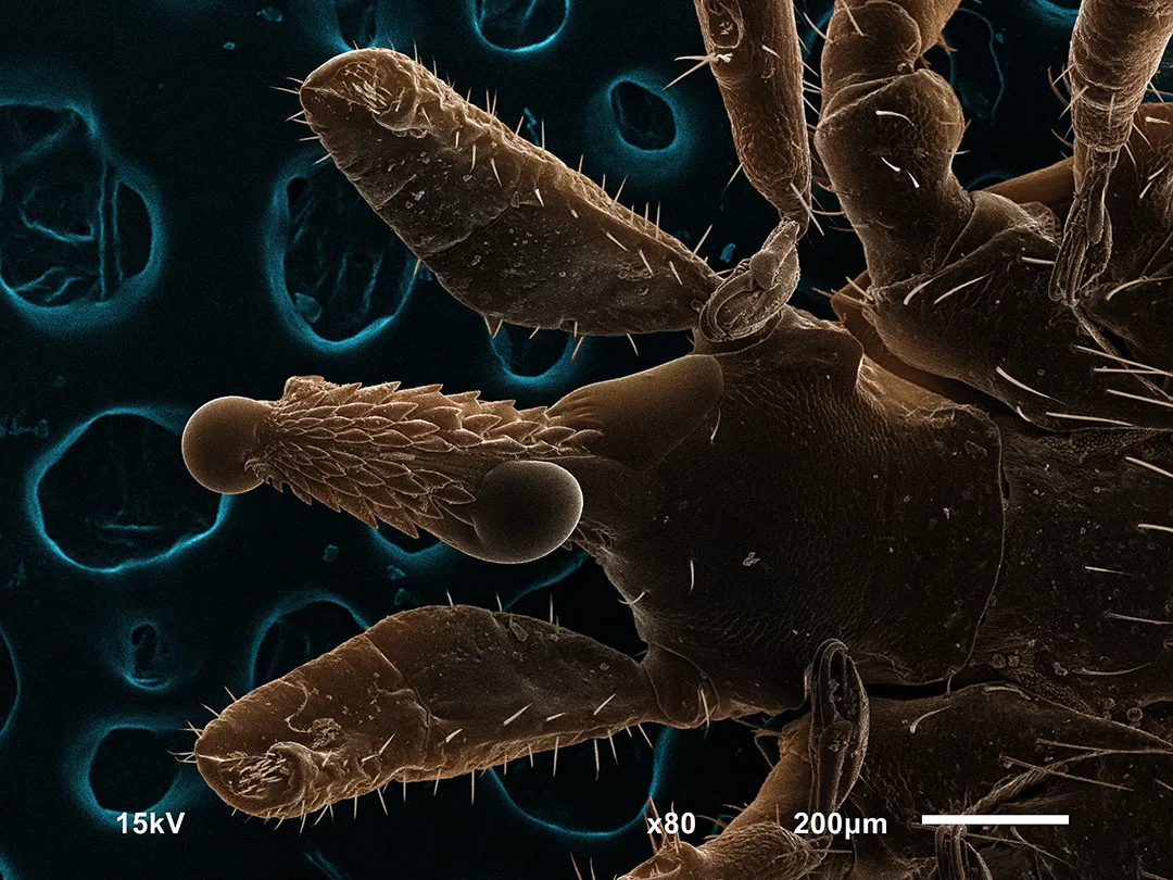 FAQ: Морфология клещей