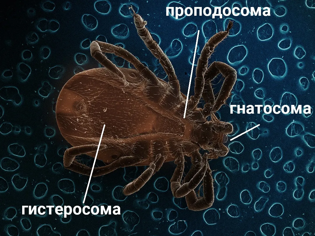 FAQ: Морфология клещей