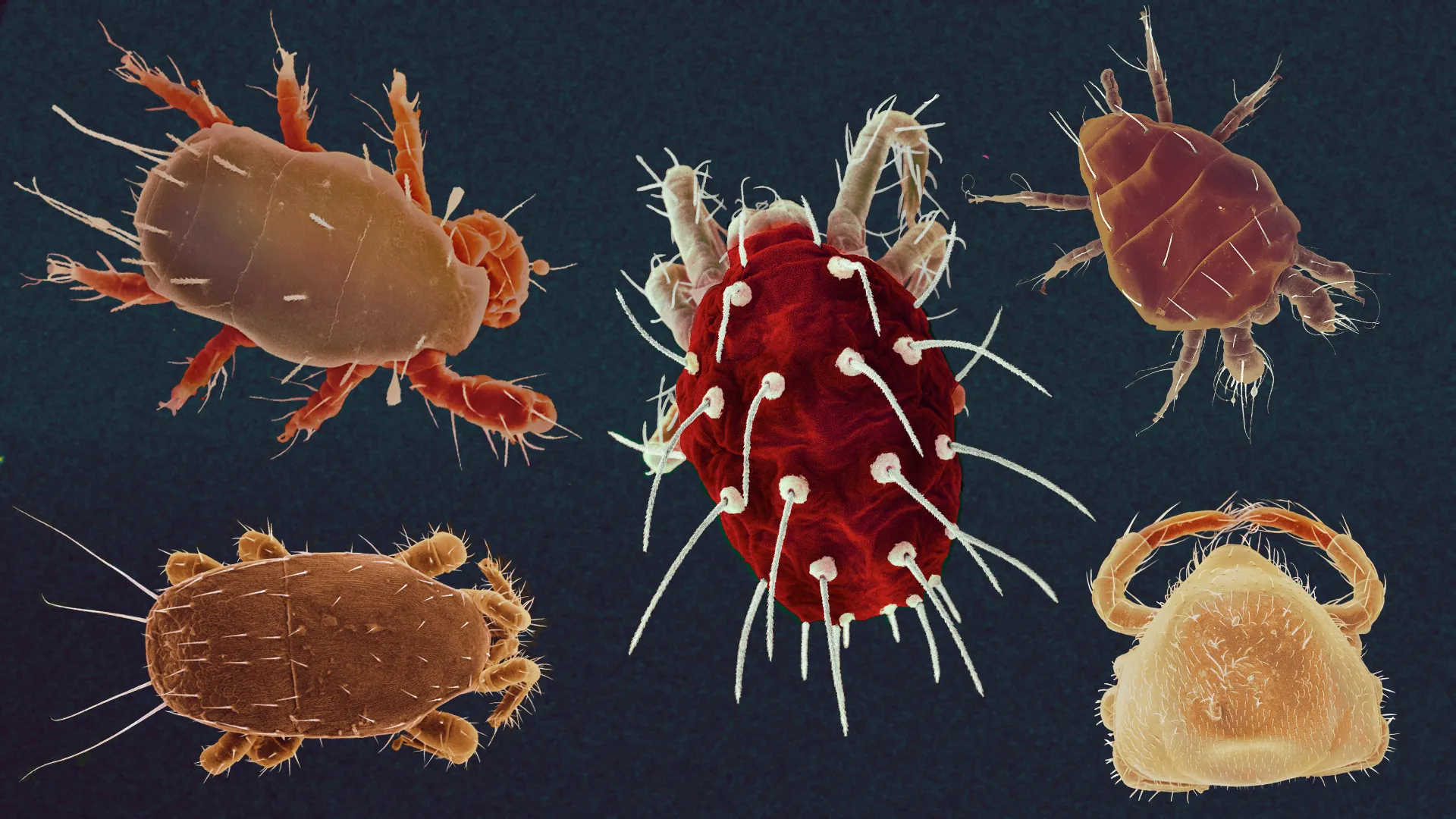 FAQ: Морфология клещей