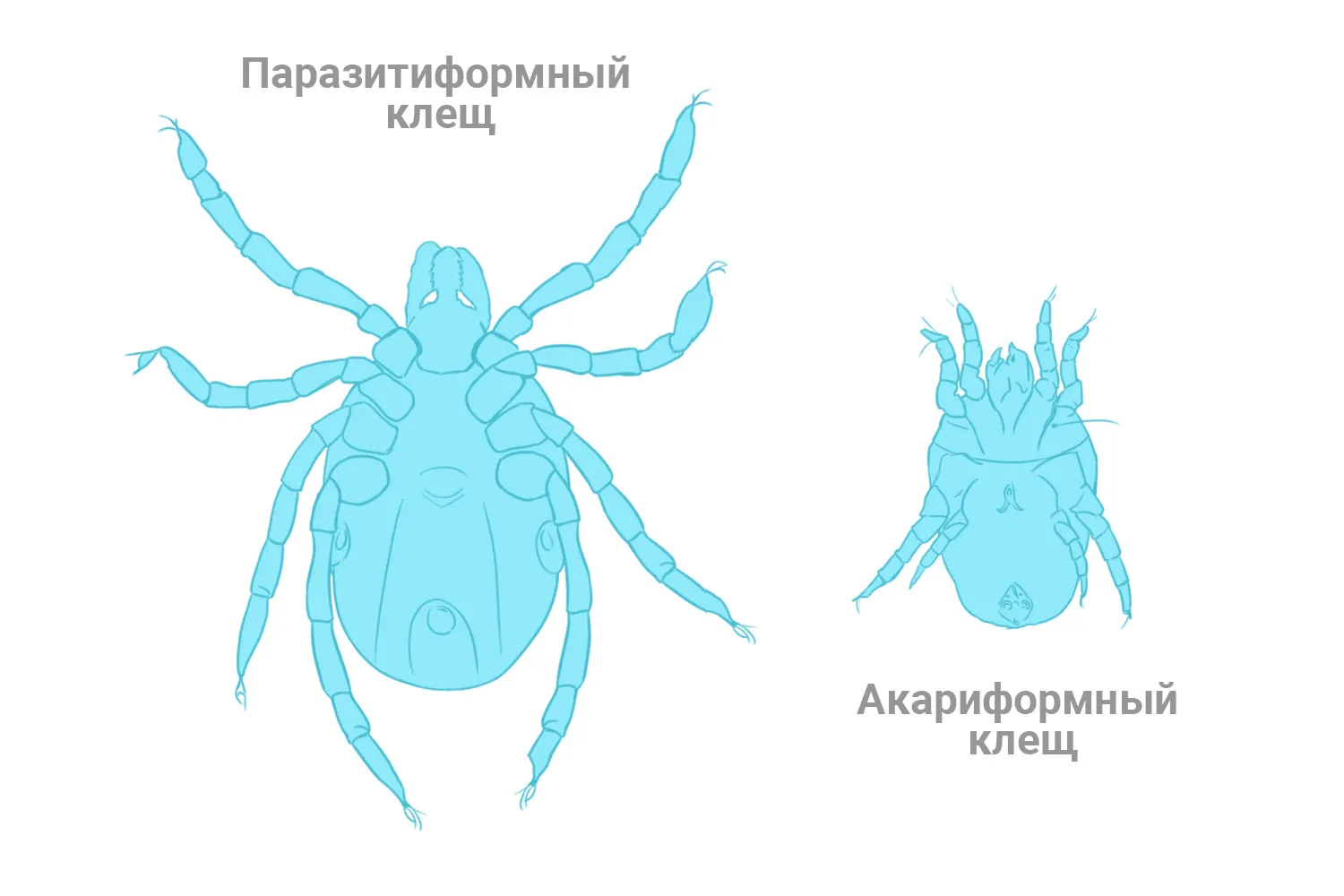 FAQ: Морфология клещей