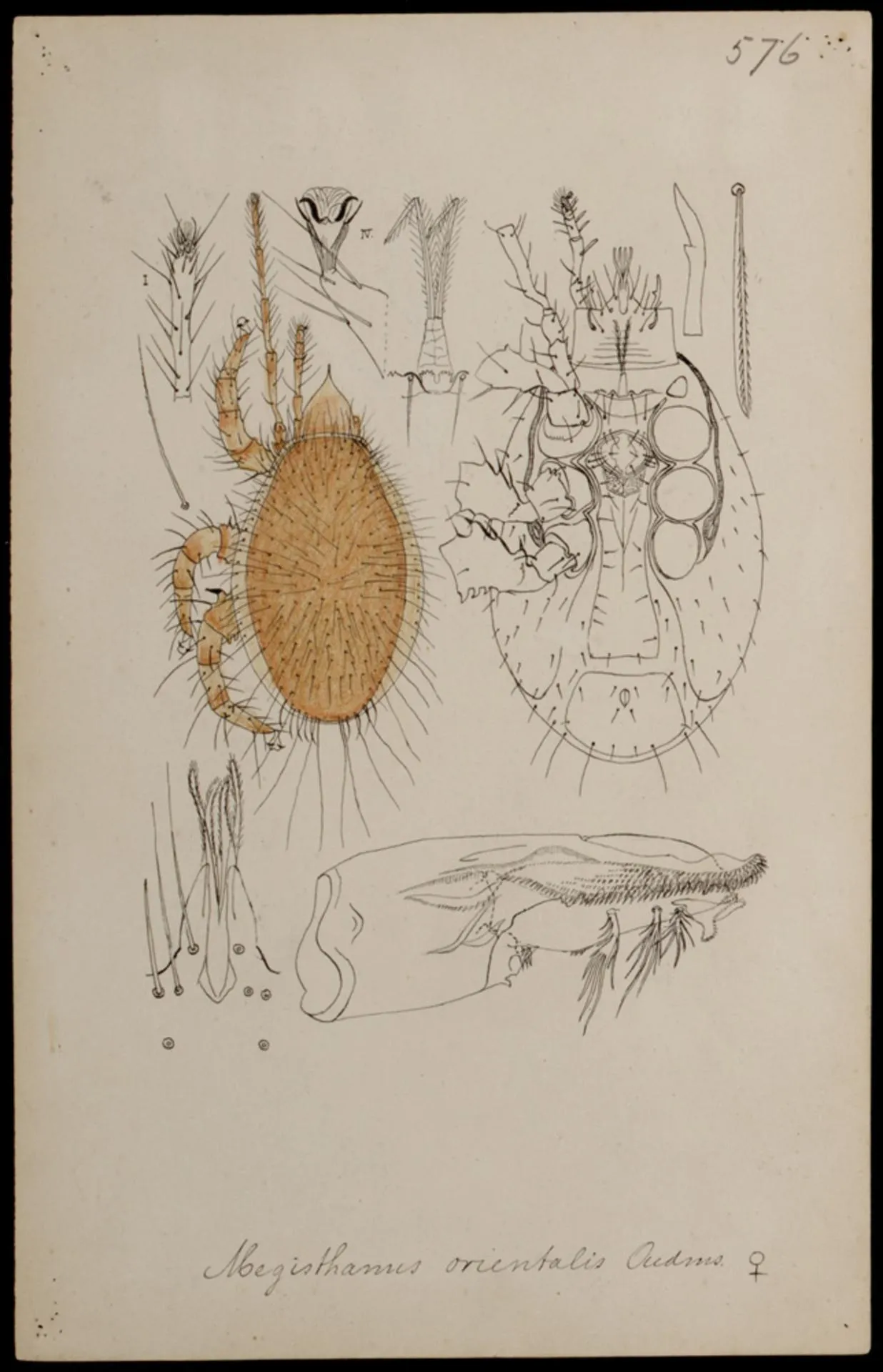 Самый большой клещ Megisthanus orientalis