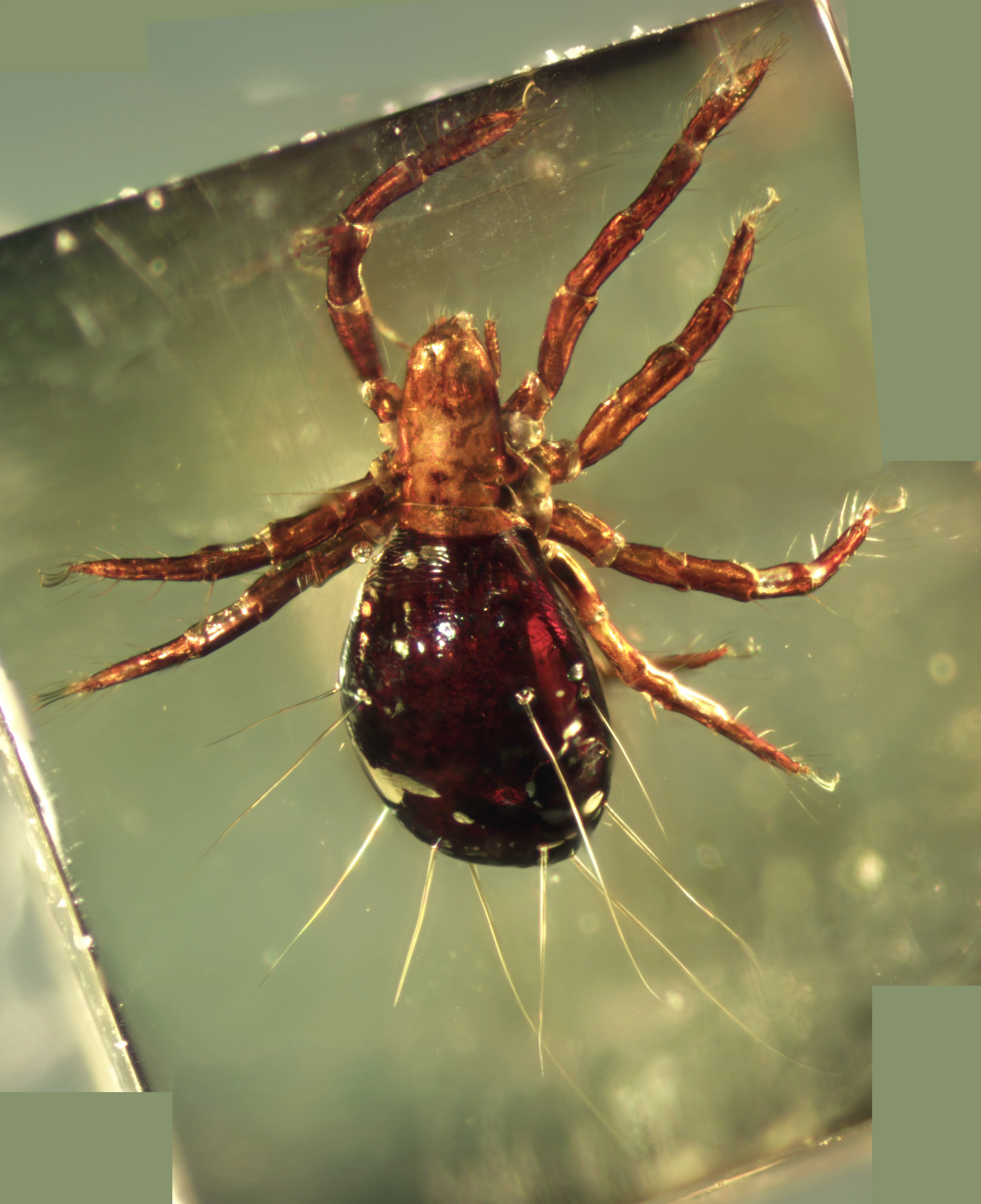 Collohmannia из балтийского янтаря