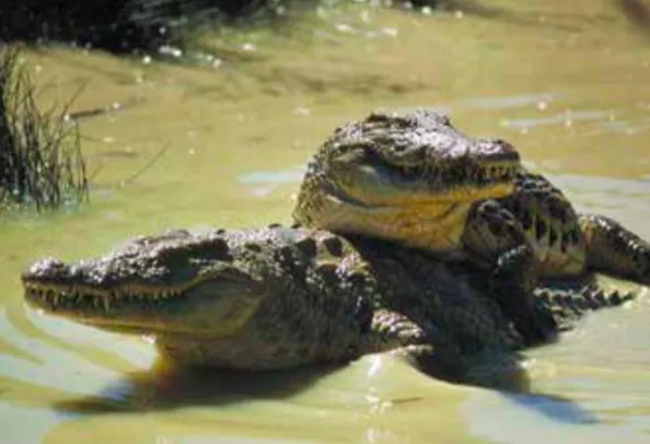Лонгриды: Главы | Размножение и половая жизнь динозавров