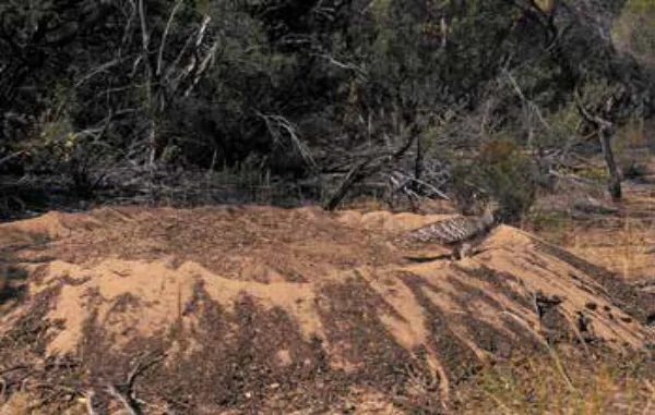 Лонгриды: Главы | Размножение и половая жизнь динозавров