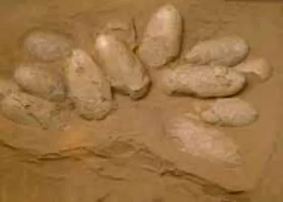 Лонгриды: Главы | Размножение и половая жизнь динозавров