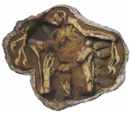 Лонгриды: Главы | Размножение и половая жизнь динозавров