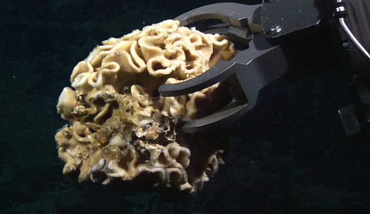 От редакции: Подводная братва: 11 странных существ из океанских глубин