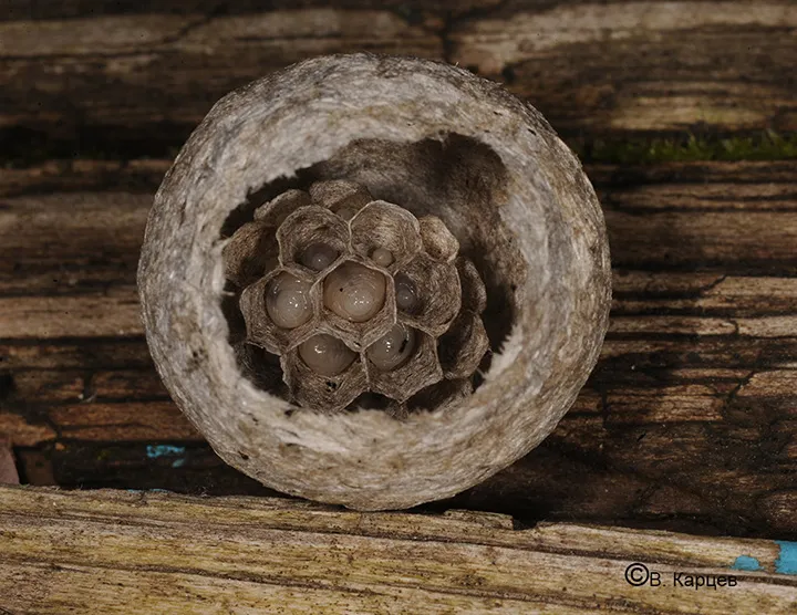 Первые ячейки с личинками