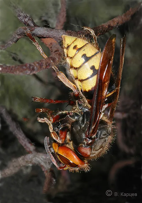 Шершень разделывает пчелу, повиснув вниз головой