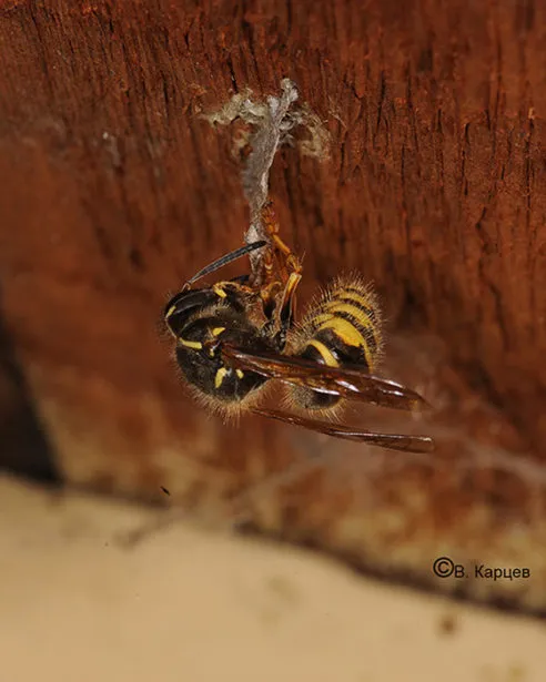 Закладка осиного гнезда