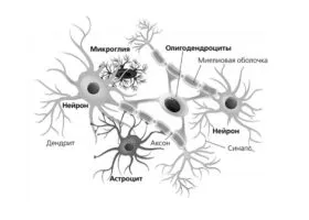Лонгриды: Главы | Связь мозга и иммунной системы