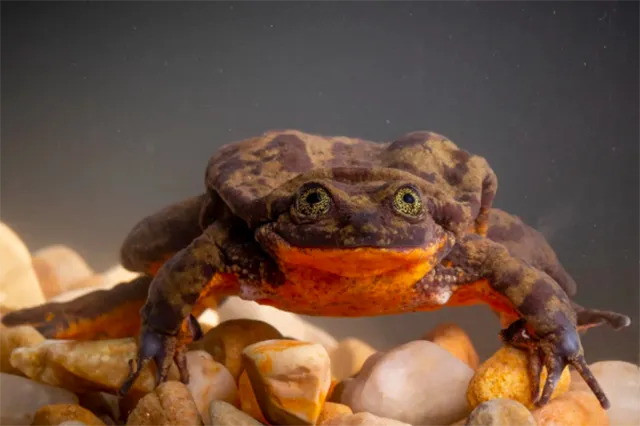 Лягушка Ромео