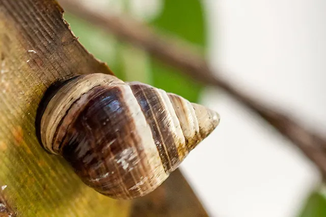 Древесная улитка Джордж