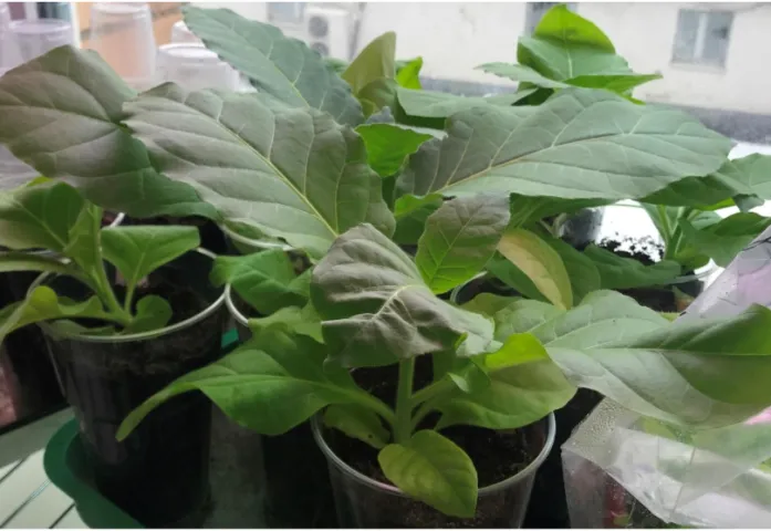 FAQ: Моноклональные антитела: исследования и применение