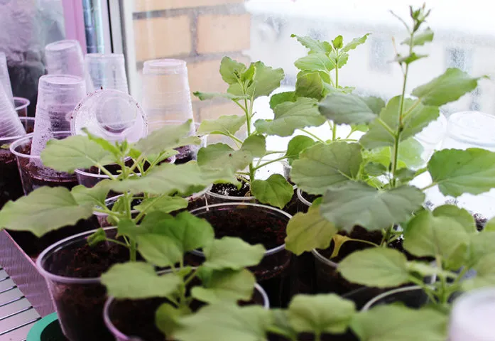 FAQ: Моноклональные антитела: исследования и применение