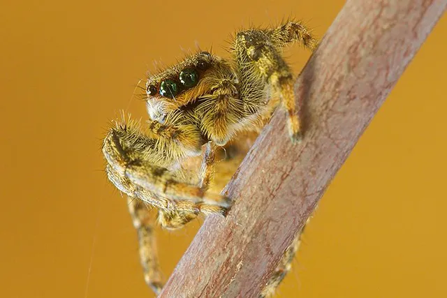 Паук-скакунчик Marpissa muscosa