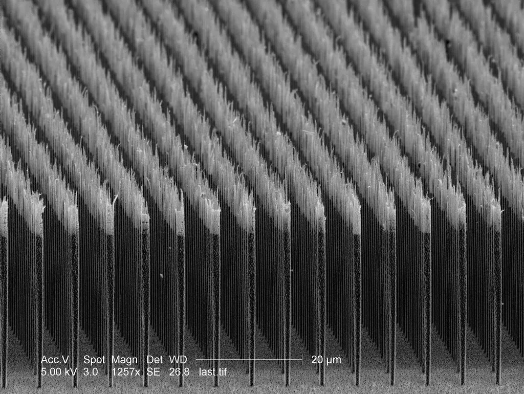 Лес из углеродных нанотрубок