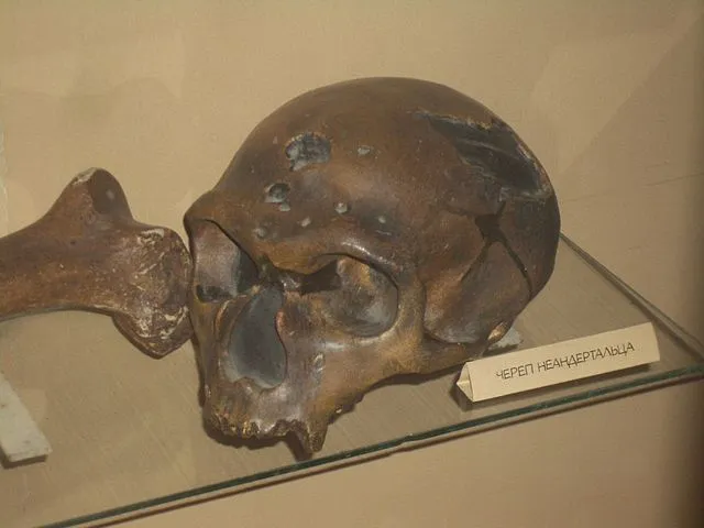 Череп неандертальца из Ла-Шапель-о-Сен. Биологический музей имени К. А. Тимирязева // wikipedia.org