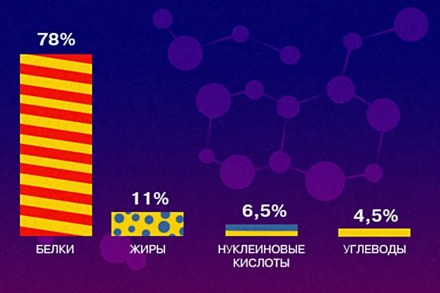 Соотношение основных органических соединений в составе живого