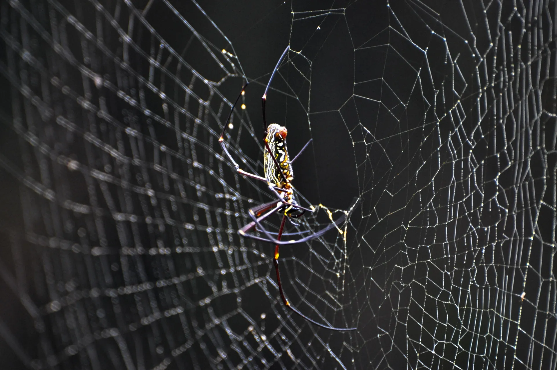 Паук в центре своей паутины