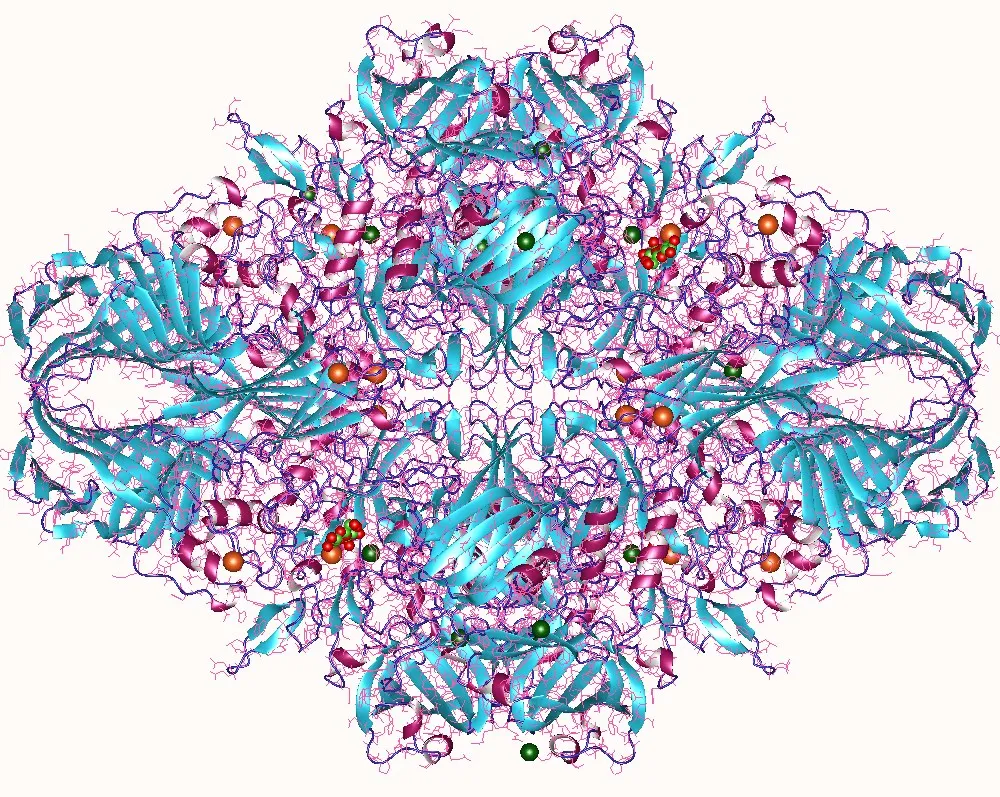 Гомотетрамер фермента лактазы бактерии E.coli