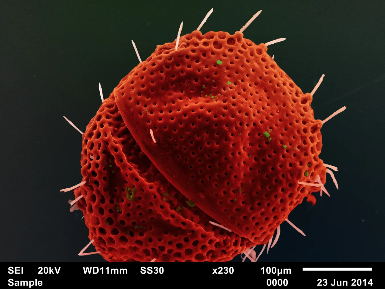 Eustigmaeus tjumeniensis