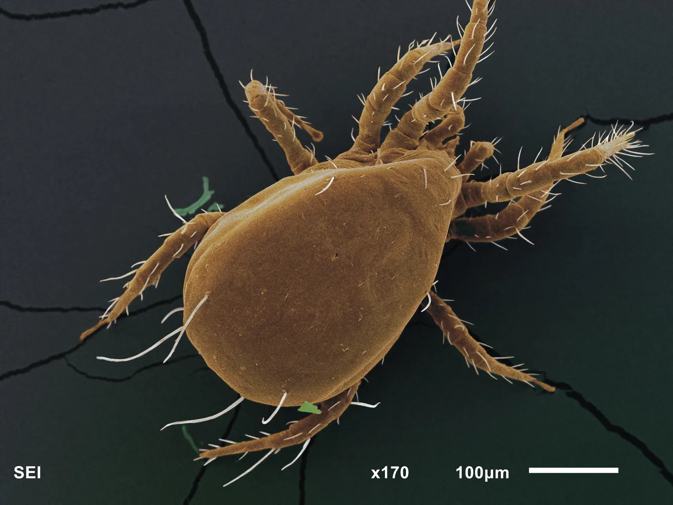 Amblyseius krantzi — хищный клещ из семейства Phytoseiidae