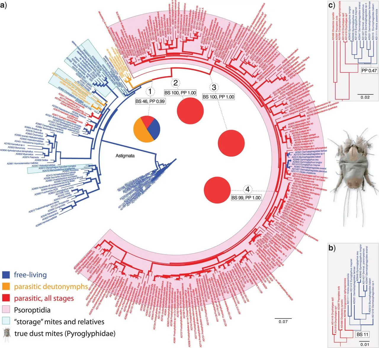 Дерево астигматических клещей.